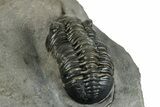 Pair Of Morocconites Trilobites - Ofaten, Morocco #260370-10